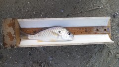 Leiostomus xanthurus