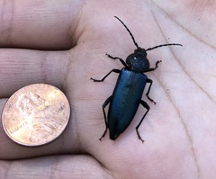 Semanotus amethystinus