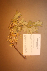 Salix brachycarpa