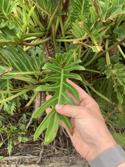 Thaumatophyllum xanadu