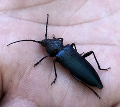 Semanotus amethystinus