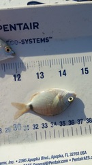 Diplodus holbrookii