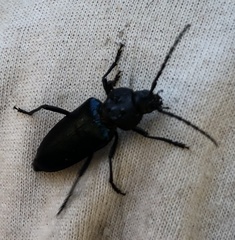 Semanotus amethystinus