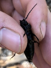 Semanotus amethystinus