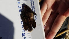 Lobotes surinamensis