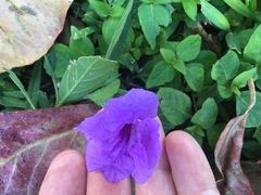 Ruellia simplex