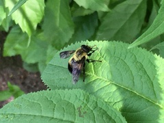 Volucella bombylans