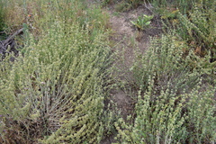Marrubium vulgare