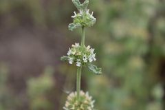 Marrubium vulgare