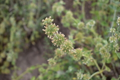 Marrubium vulgare