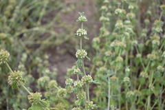 Marrubium vulgare