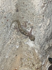 Hemidactylus turcicus