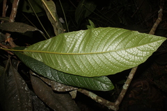 Meliosma