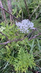 Sambucus canadensis image