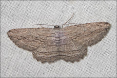 Scioglyptis loxographa