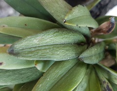Acianthera chrysantha
