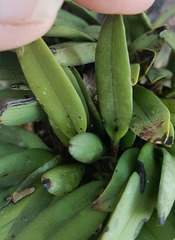 Acianthera chrysantha