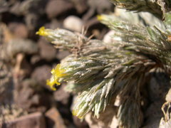 Tillandsia minutiflora