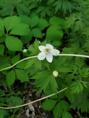 Anemonastrum canadense