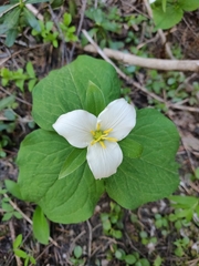 Callipetalon
