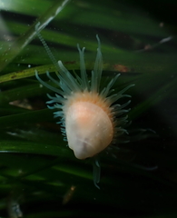 Limaria hemphilli