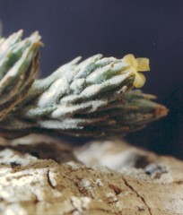 Tillandsia minutiflora