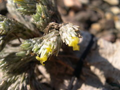 Tillandsia minutiflora