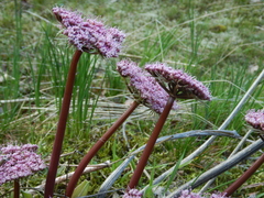 Lomatium columbianum
