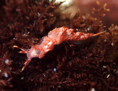 Austraeolis stearnsi