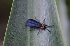 Calochromini