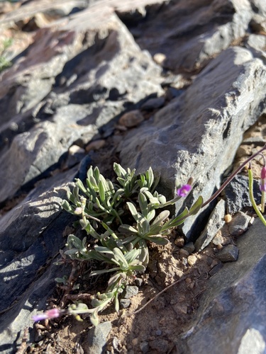 Wasatch Rockcress (Boechera lasiocarpa)