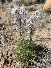 Delphinium wootonii