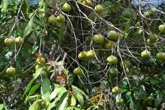 Olmediella betschleriana