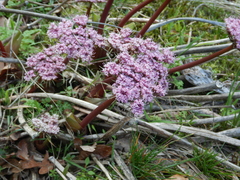 Lomatium columbianum