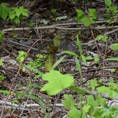 Piranga olivacea