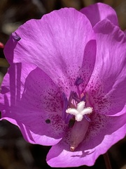 Clarkia lewisii