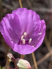 Clarkia lewisii