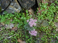 Lomatium columbianum