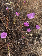 Clarkia lewisii