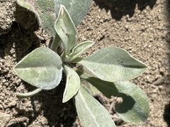 Oreocarya flavoculata