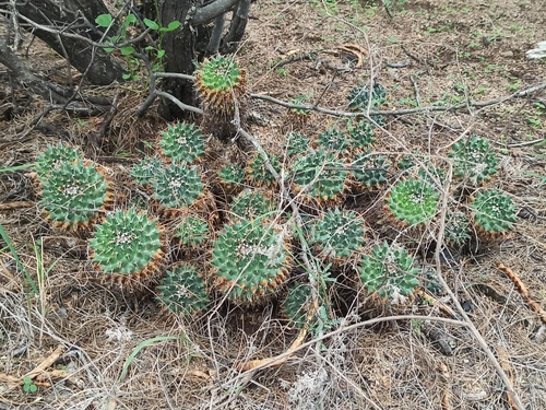 Mammillaria magnimamma