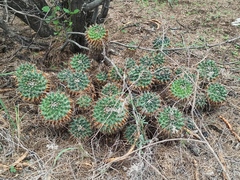 Mammillaria magnimamma