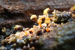 Trichia crateriformis