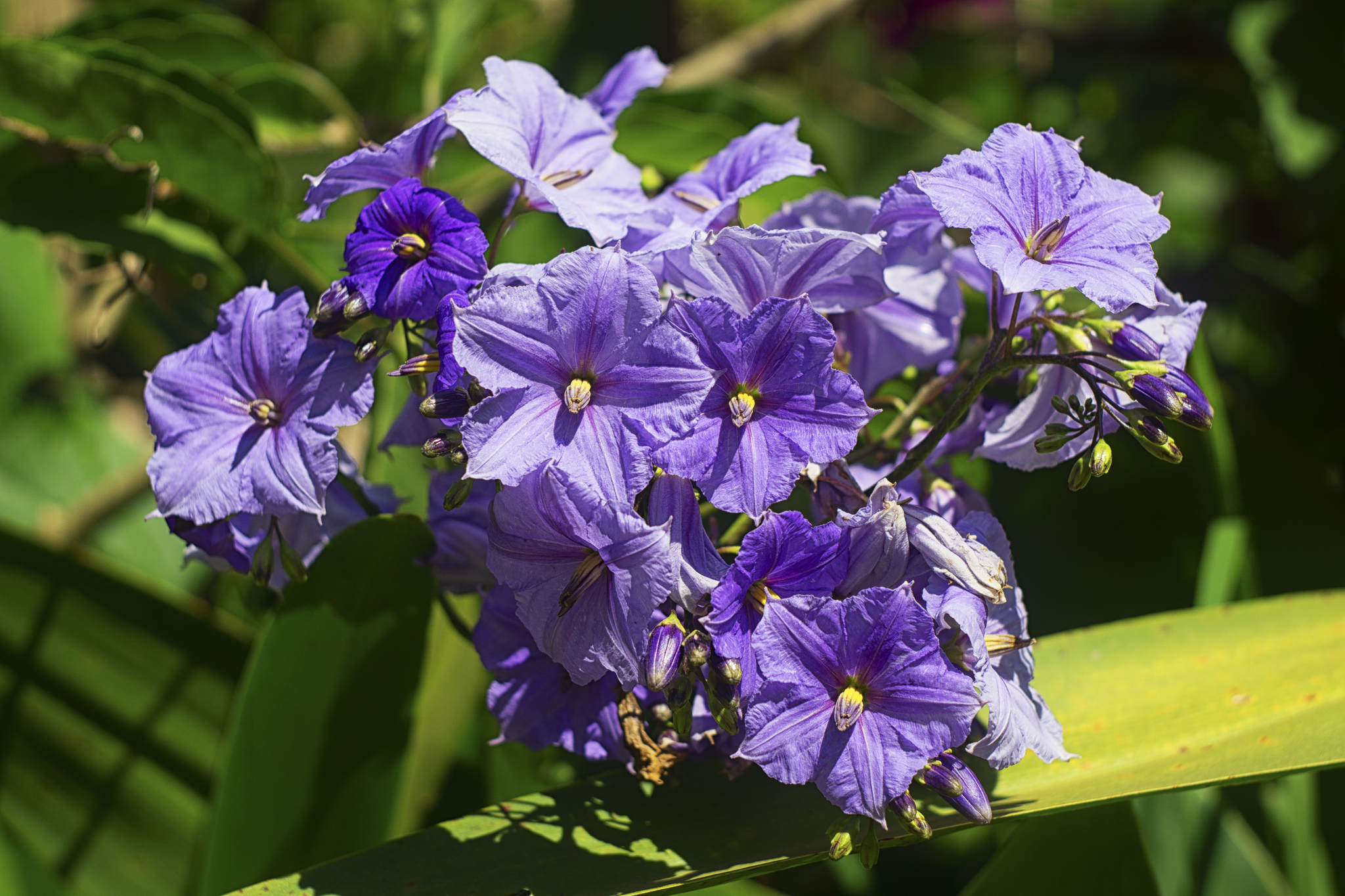 Solanum wendlandii