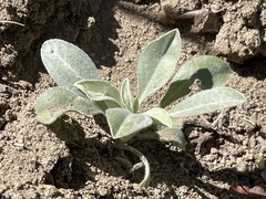 Oreocarya flavoculata