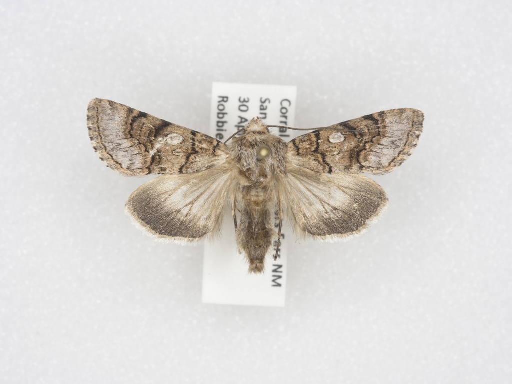 Sympistis polingii