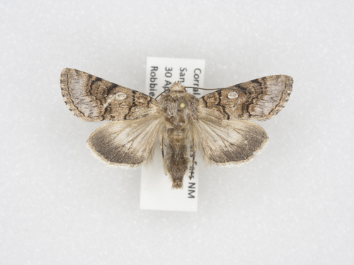 Sympistis polingii