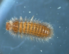 Thylodrias contractus