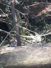 Tamiasciurus hudsonicus