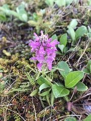 Pedicularis lanata